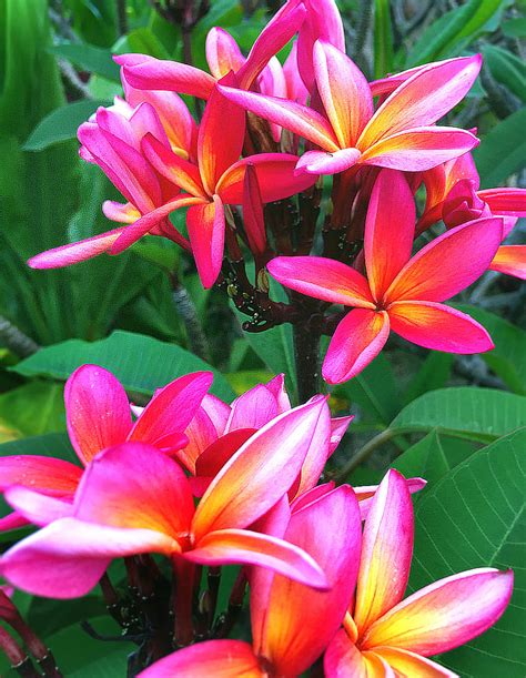 Vibrant Tropics Color Palette