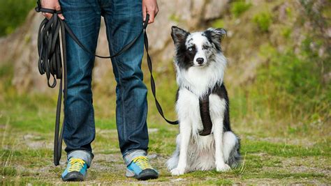 Victoria Puppy Three-Way Training Approach