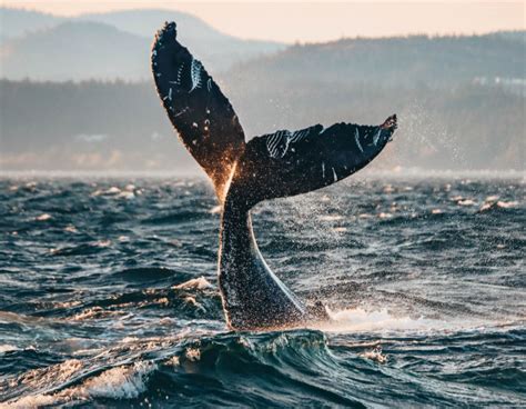 Victoria Whale Watching