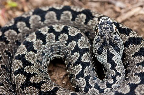 Viper snake in a conservation enclosure