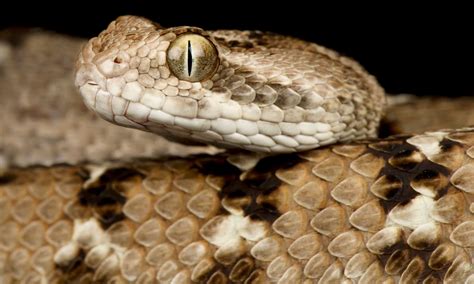 Viper snake in a rocky crevice