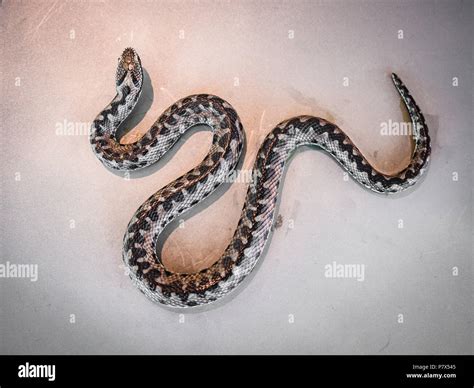 Viper snake giving birth