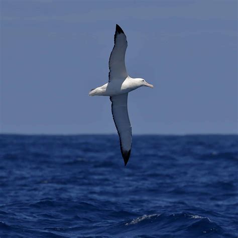 Wandering Albatross