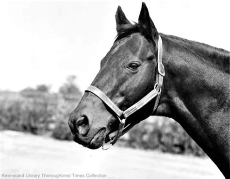 War Admiral Dr Jockey