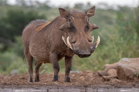 Warthog as a pet