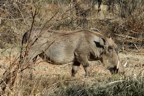 Warthog burrowing into the ground