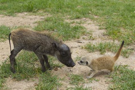 Warthog care