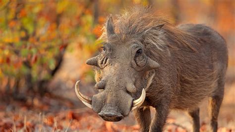 Warthog charging at a predator