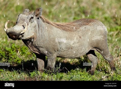 Conservation efforts for warthogs