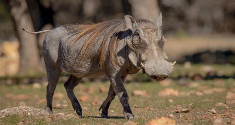 Conservation efforts for warthogs