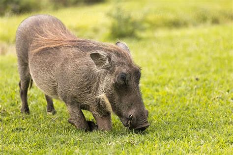 Warthog eating fruits and vegetables