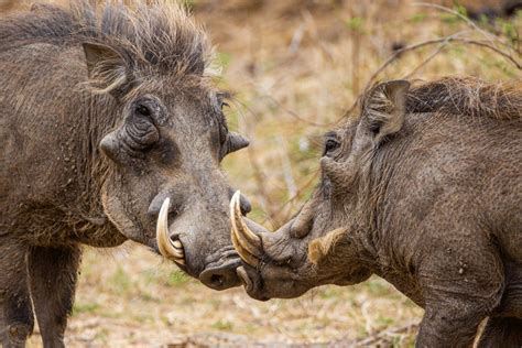 Warthog in its natural habitat