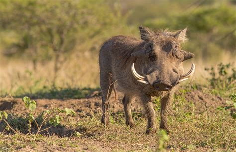 Warthog in its natural habitat