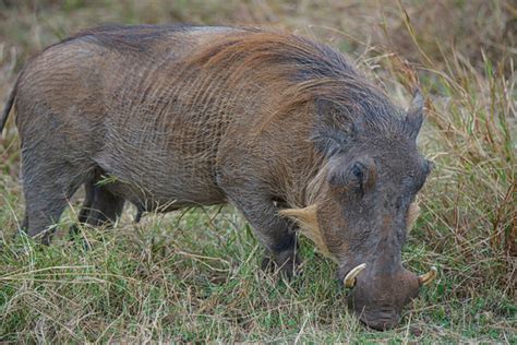 Warthogs migrating to new habitats