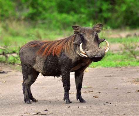 Warthog as a pet