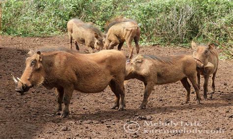 Warthog sanctuary