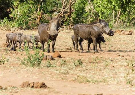 Warthogs interacting with each other