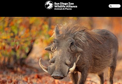 Warthog socialization