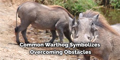 Warthog Symbolism