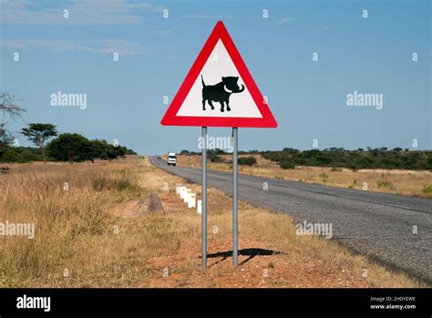 Warthog making a warning call