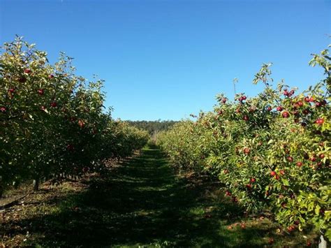 Washington Fruit Farm