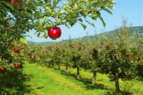 Washington Fruit Farming