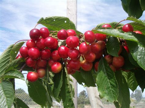 Washington Local Fruits