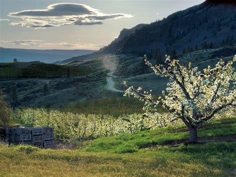 Washington Orchards