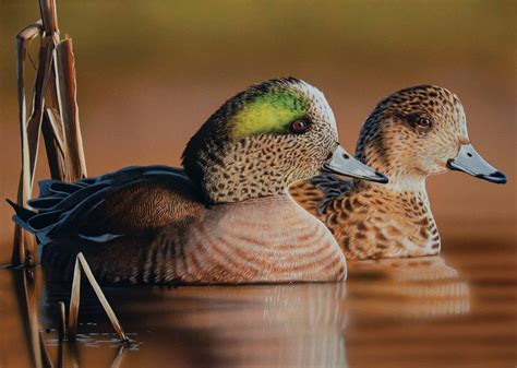 Waterfowl conservation in practice