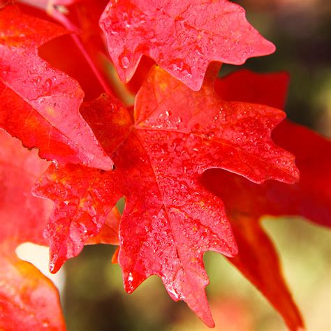 Watering and Irrigation for Flash Fire Maple Tree