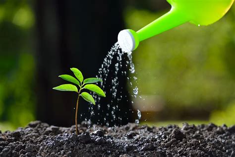 Painters Palette plant in a pot with moist soil