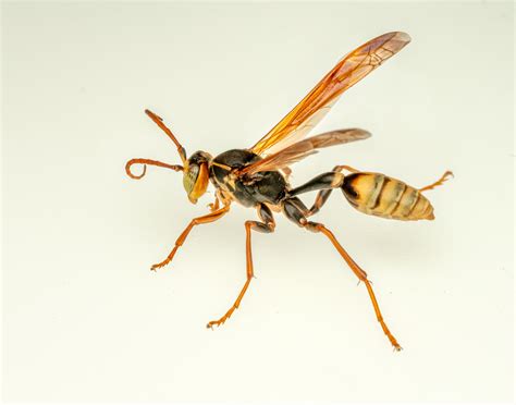 Western Paper Wasp Adult