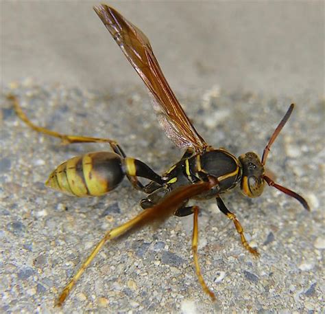 Western Paper Wasp Behavior