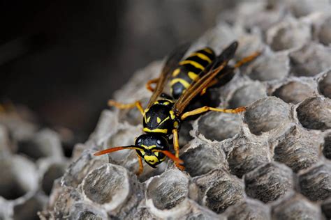 Western Paper Wasp Control