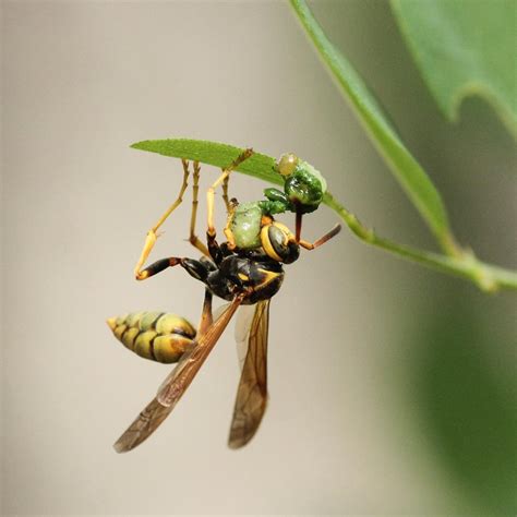 Western Paper Wasp Larva