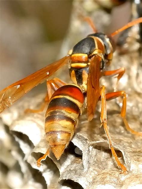 Western Paper Wasp Queen