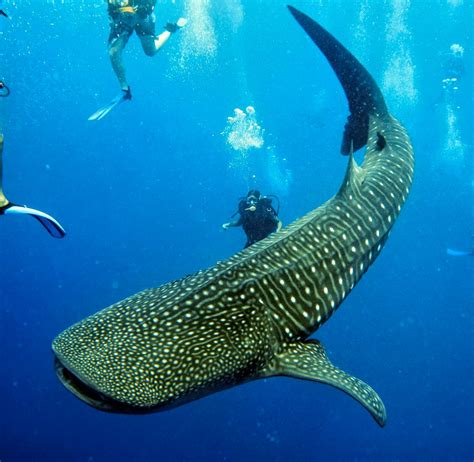 Whale Shark Conservation Efforts