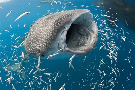 Whale Shark Habitat Destruction