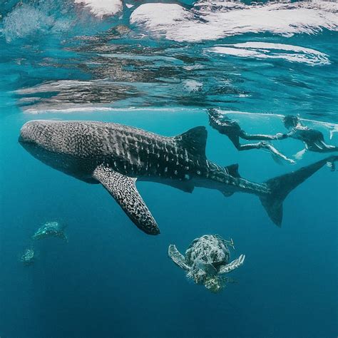 Whale Shark Migration Patterns