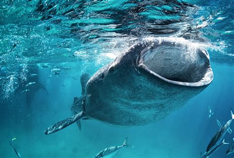 Whale Shark Overfishing