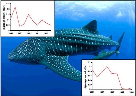 Whale Shark Population Dynamics