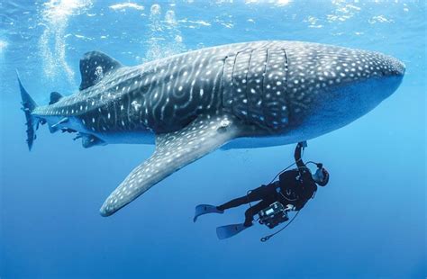 Whale Shark Research and Monitoring