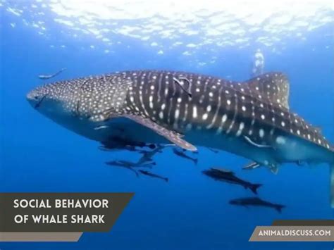 Whale Shark Social Behavior