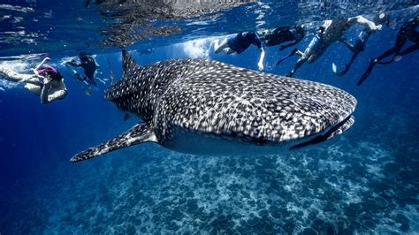 Whale Shark Tourism and Education