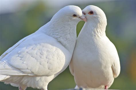 White Dove Different Shades