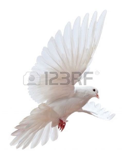 White Dove Monochromatic