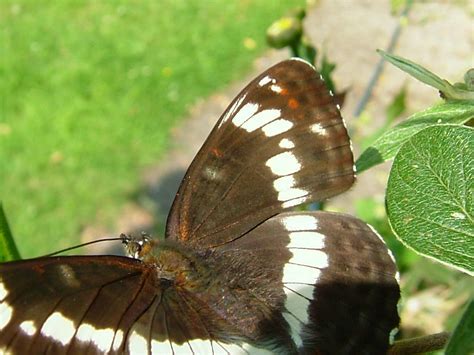 White Emperor Butterfly Proboscis