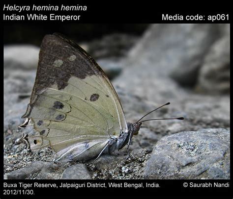 White Emperor Butterfly on Flower Close-up