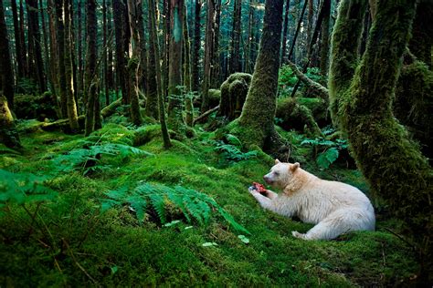 Wild Beauty of the Forest