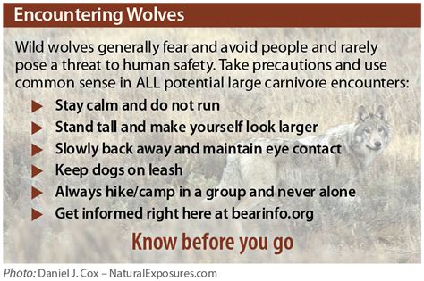 A14 Wild Wolf Safety